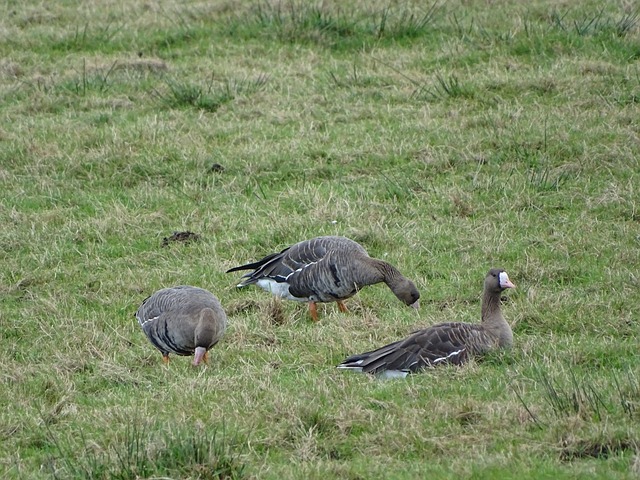 爭取破門機 爭取破門機