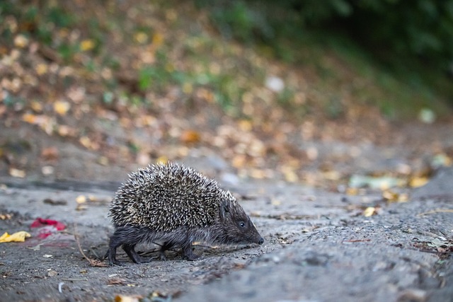 在新国度的 在新国度的